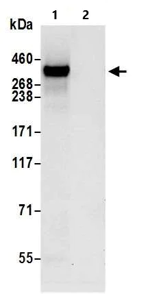 Immunoprecipitation - Anti-53BP1 antibody (AB36823)
