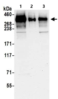 Western blot - Anti-53BP1 antibody (AB36823)