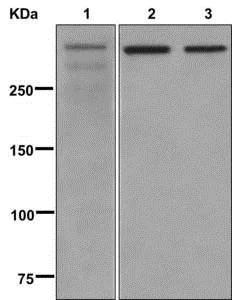 Western blot - Anti-53BP1 antibody [EPR2172(2)] (AB175933)