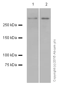 Western blot - Anti-53BP1 antibody [EPR2172(2)] (AB175933)