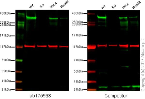 Western blot - Anti-53BP1 antibody [EPR2172(2)] (AB175933)