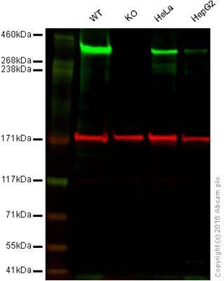 Western blot - Anti-53BP1 antibody [EPR2172(2)] (AB175933)