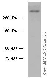 Western blot - Anti-53BP1 antibody [EPR2172(2)] (AB175933)