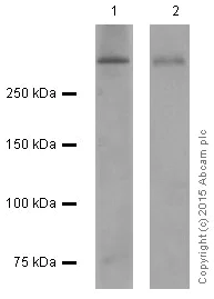 Western blot - Anti-53BP1 antibody [EPR2172(2)] (AB175933)