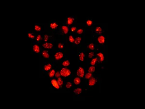 Immunocytochemistry/ Immunofluorescence - Anti-53BP1 antibody [EPR2172(2)] - BSA and Azide free (AB222232)