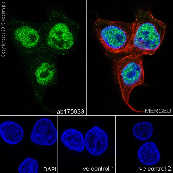 Immunocytochemistry/ Immunofluorescence - Anti-53BP1 antibody [EPR2172(2)] - BSA and Azide free (AB222232)