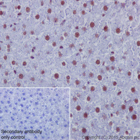 Immunohistochemistry (Formalin/PFA-fixed paraffin-embedded sections) - Anti-53BP1 antibody [EPR2172(2)] - BSA and Azide free (AB222232)