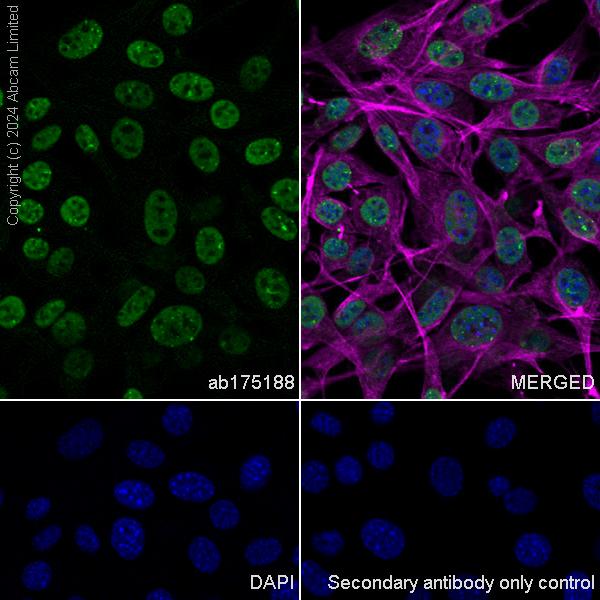 Immunocytochemistry/ Immunofluorescence - Anti-53BP1 antibody [EPR2173(2)] - BSA and Azide free (ab249845), expandable thumbnail