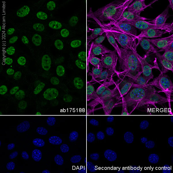 Immunocytochemistry/ Immunofluorescence - Anti-53BP1 antibody [EPR2173(2)] - BSA and Azide free (AB249845)