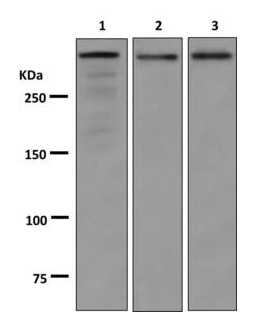 Western blot - Anti-53BP1 antibody [EPR2173(2)] - BSA and Azide free (AB249845), expandable thumbnail