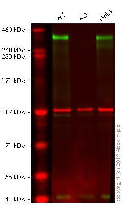 Western blot - Anti-53BP1 antibody [EPR2173(2)] - BSA and Azide free (AB249845)