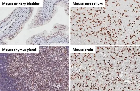Immunohistochemistry paraffin embedded sections - Anti-53BP1 antibody [HL275] (AB308375)