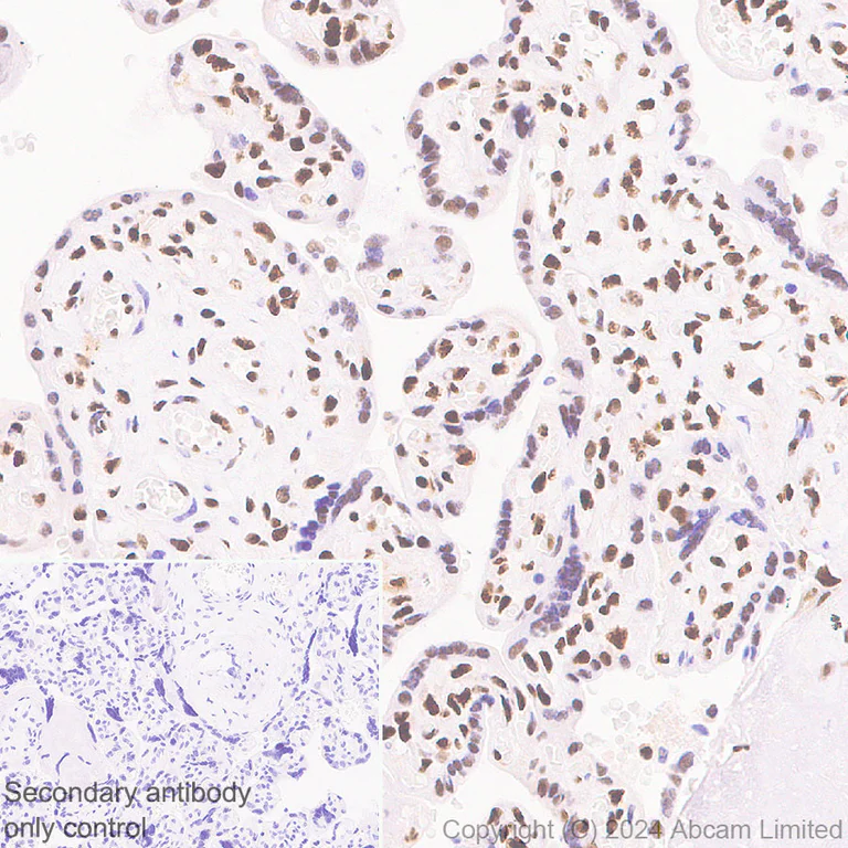 Immunohistochemistry (Formalin/PFA-fixed paraffin-embedded sections) - Anti-53BP1 antibody [RM1222] - BSA and Azide free (AB320756)