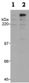 Western blot - Anti-53BP1 (phospho S25) antibody (AB70323)