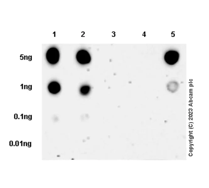 Dot Blot - Anti-53BP1 (phospho S25) antibody [EPR27057-33] - BSA and Azide free (AB315016)