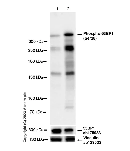 Western blot - Anti-53BP1 (phospho S25) antibody [EPR27057-33] - BSA and Azide free (AB315016)