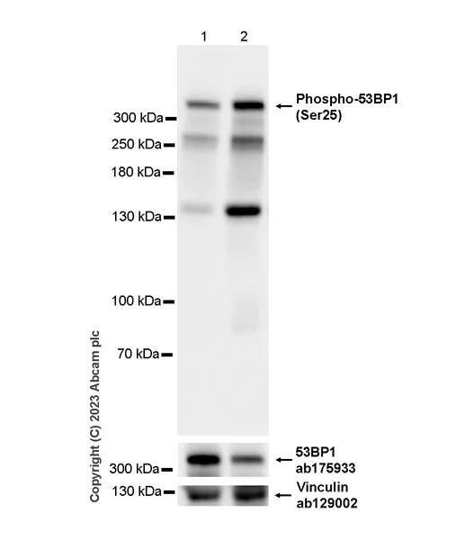 Western blot - Anti-53BP1 (phospho S25) antibody [EPR27057-33] - BSA and Azide free (AB315016)