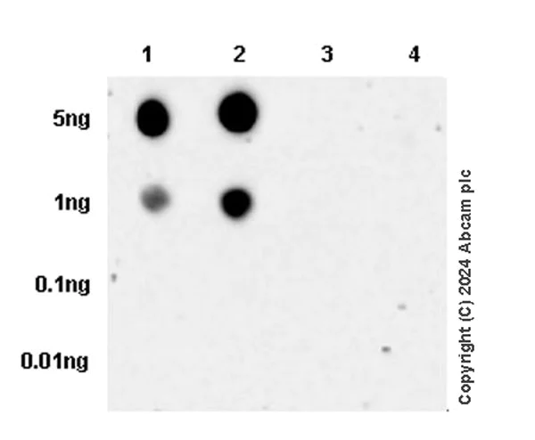 Dot Blot - Anti-53BP1 (phospho T543) antibody [EPR27059-168] (AB316316)
