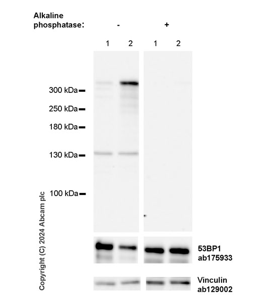 Western blot - Anti-53BP1 (phospho T543) antibody [EPR27059-168] - BSA and Azide free (AB316317), expandable thumbnail