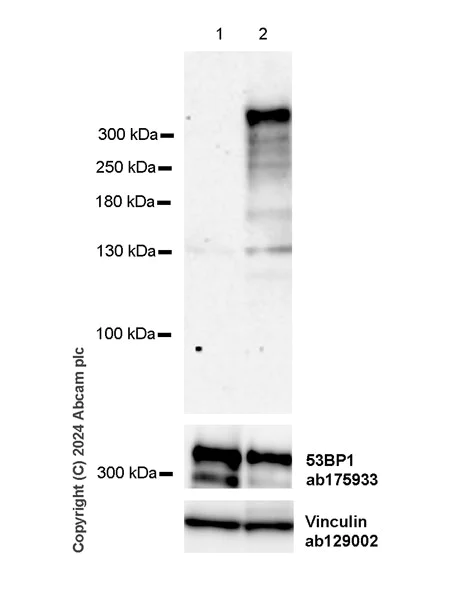 Western blot - Anti-53BP1 (phospho T543) antibody [EPR27059-168] - BSA and Azide free (AB316317)