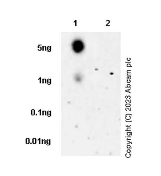 Dot Blot - Anti-53BP1 (phospho T670) antibody [EPR27060-30] (AB314866)