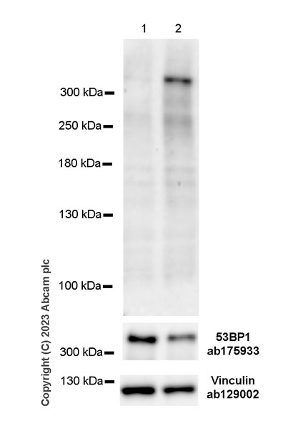 Western blot - Anti-53BP1 (phospho T670) antibody [EPR27060-30] - BSA and Azide free (AB314867), expandable thumbnail
