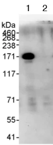 Immunoprecipitation - Anti-53BP2/ASPP2/BBP antibody (AB70548)