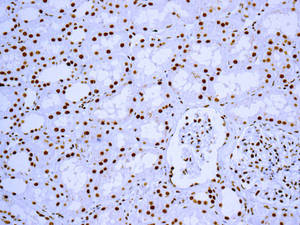 Immunohistochemistry (Formalin/PFA-fixed paraffin-embedded sections) - Anti-53BP2/ASPP2/BBP antibody [EPR13837] (AB181377)