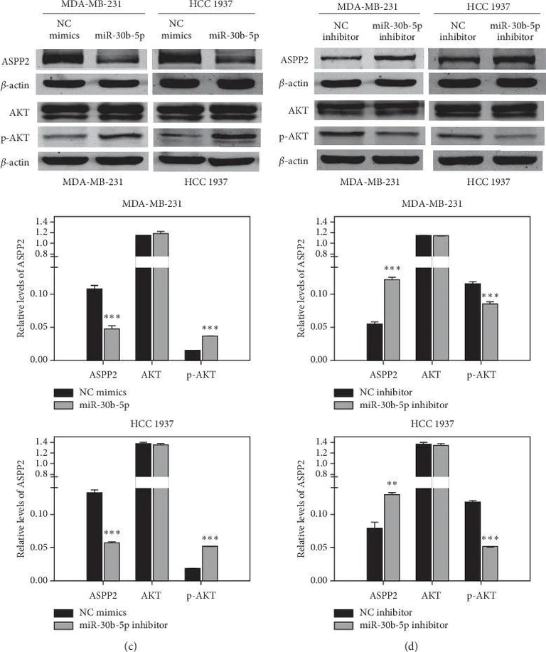 Western blot - Anti-53BP2/ASPP2/BBP antibody [EPR13837] (AB181377)