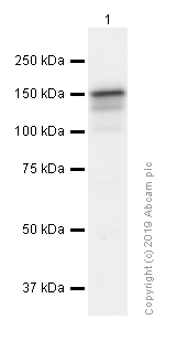 Western blot - Anti-53BP2/ASPP2/BBP antibody [EPR13837] (AB181377)