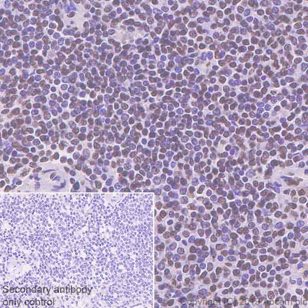 Immunohistochemistry (Formalin/PFA-fixed paraffin-embedded sections) - Anti-53BP2/ASPP2/BBP antibody [EPR13837] - BSA and Azide free (AB250500), expandable thumbnail