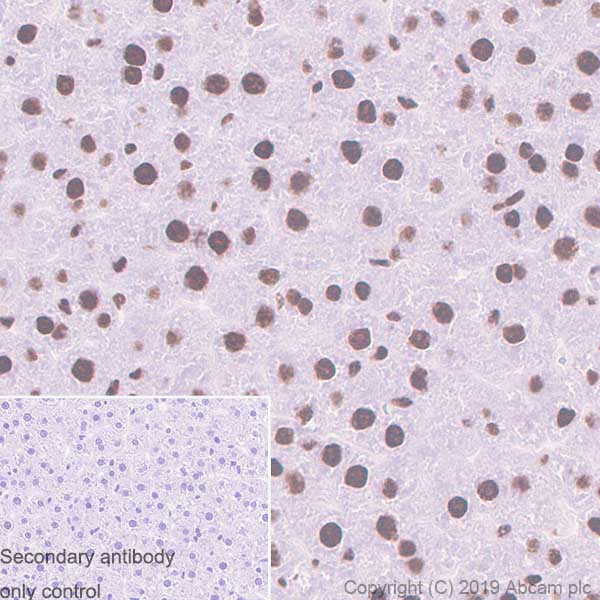 Immunohistochemistry (Formalin/PFA-fixed paraffin-embedded sections) - Anti-53BP2/ASPP2/BBP antibody [EPR13837] - BSA and Azide free (AB250500), expandable thumbnail