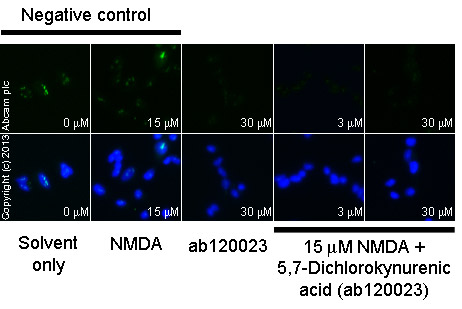 Functional Studies - 5,7-Dichlorokynurenic acid, NMDA receptor glycine site antagonist (AB120023), expandable thumbnail