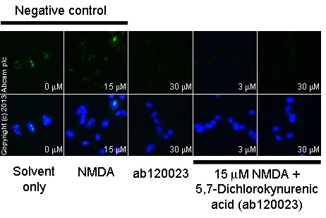 Functional Studies - 5,7-Dichlorokynurenic acid, NMDA receptor glycine site antagonist (AB120023)