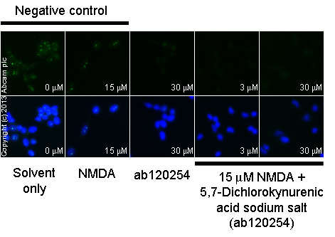 Functional Studies - 5,7-Dichlorokynurenic acid sodium salt, NMDA receptor glycine site antagonist (AB120254), expandable thumbnail