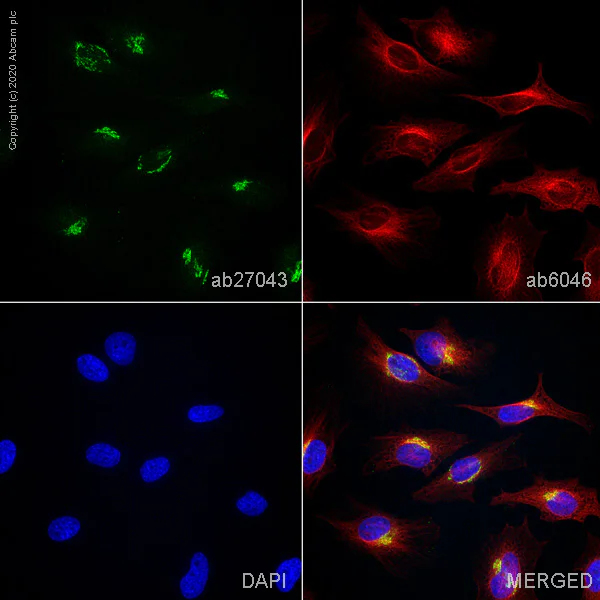 Immunocytochemistry - Anti-58K Golgi protein antibody [58K-9] - Golgi Marker (AB27043)