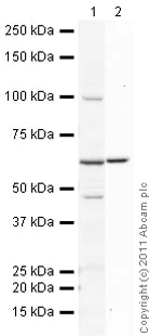 Western blot - Anti-58K Golgi protein antibody [58K-9] - Golgi Marker (AB27043)