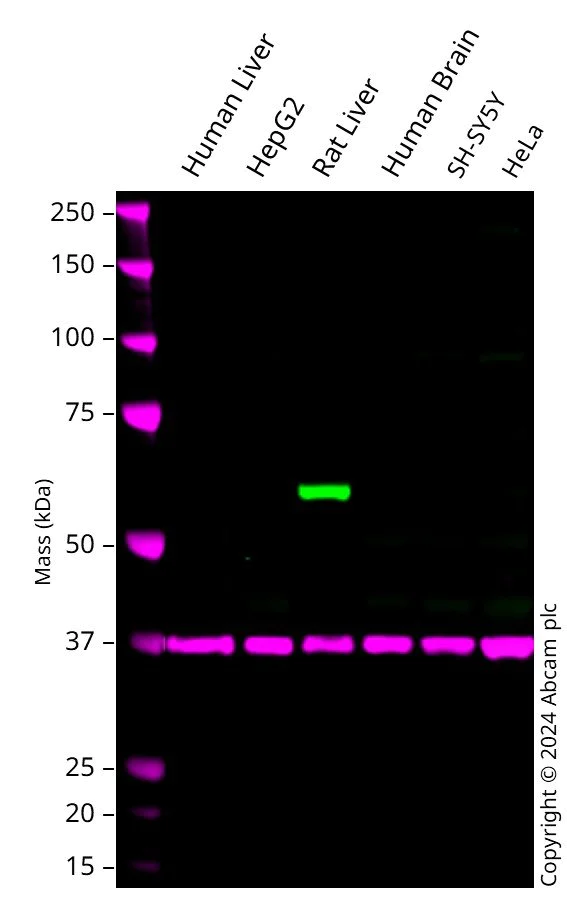 Western blot - Anti-58K Golgi protein antibody [58K-9] - Golgi Marker (AB27043)