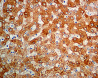 Immunohistochemistry (Formalin/PFA-fixed paraffin-embedded sections) - Anti-58K Golgi protein antibody [EPR7909] - BSA and Azide free (AB248255), expandable thumbnail