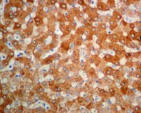 Immunohistochemistry (Formalin/PFA-fixed paraffin-embedded sections) - Anti-58K Golgi protein antibody [EPR7909] - BSA and Azide free (AB248255)