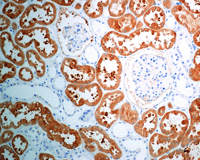 Immunohistochemistry (Formalin/PFA-fixed paraffin-embedded sections) - Anti-58K Golgi protein antibody [EPR7909] - BSA and Azide free (AB248255), expandable thumbnail