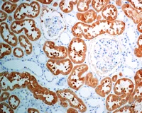 Immunohistochemistry (Formalin/PFA-fixed paraffin-embedded sections) - Anti-58K Golgi protein antibody [EPR7909] - BSA and Azide free (AB248255)