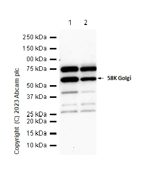 Western blot - Anti-58K Golgi protein antibody [EPR7909] - BSA and Azide free (AB248255)