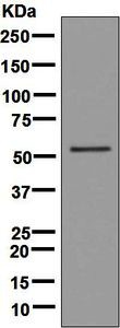 Western blot - Anti-58K Golgi protein antibody [EPR7909] - BSA and Azide free (AB248255), expandable thumbnail