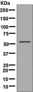 Western blot - Anti-58K Golgi protein antibody [EPR7909] - BSA and Azide free (AB248255)