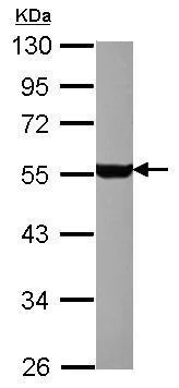Western blot - Anti-5HT1A Receptor antibody (AB227165)
