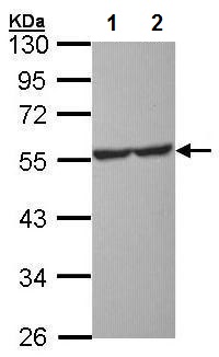 Western blot - Anti-5HT1A Receptor antibody (AB227165)
