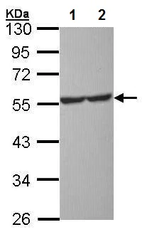 Western blot - Anti-5HT1A Receptor antibody (AB227165)