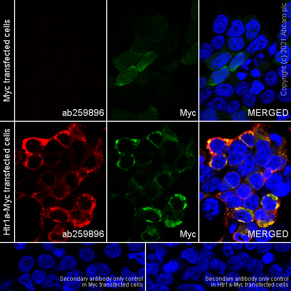 Immunocytochemistry/ Immunofluorescence - Anti-5HT1A Receptor antibody [EPR24117-4] - BSA and Azide free (AB283351), expandable thumbnail