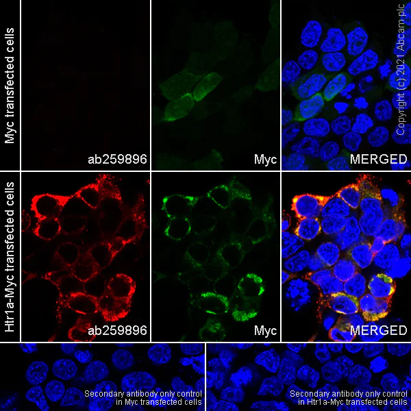 Immunocytochemistry/ Immunofluorescence - Anti-5HT1A Receptor antibody [EPR24117-4] - BSA and Azide free (AB283351)